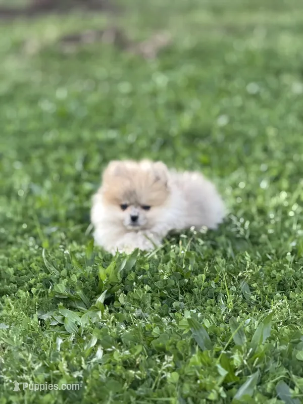 Romeo – Pomeranian puppy for sale in Roseville, CA