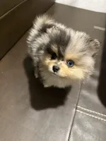 Prince, a male Pomeranian for sale in Roseville, CA – Photo 3 of 3