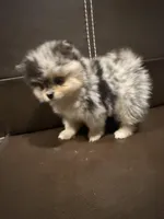 Prince, a male Pomeranian for sale in Roseville, CA – Photo 2 of 3