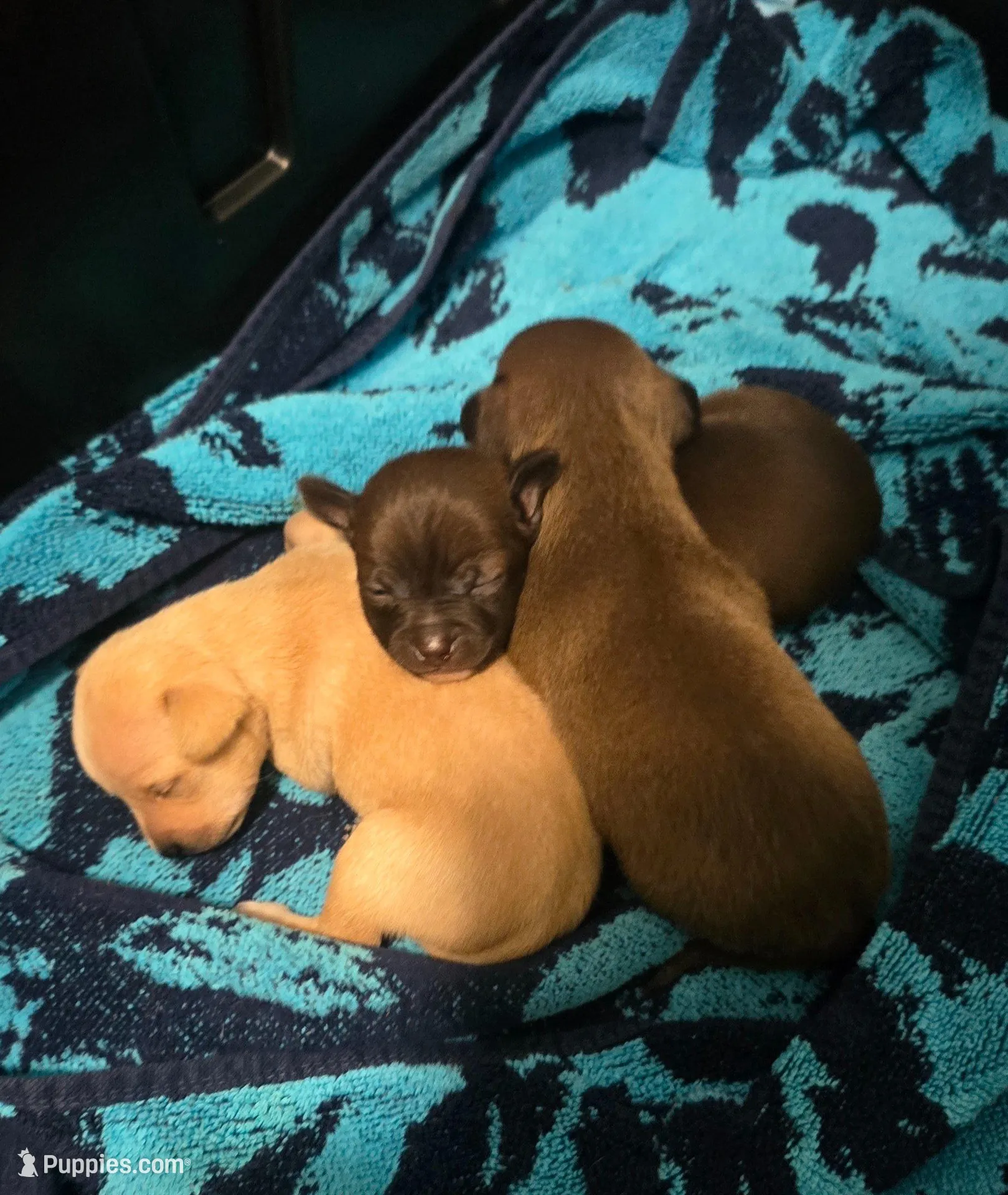 Denver, a male Chihuahua for sale in Gulf Breeze, FL – Photo 3 of 6