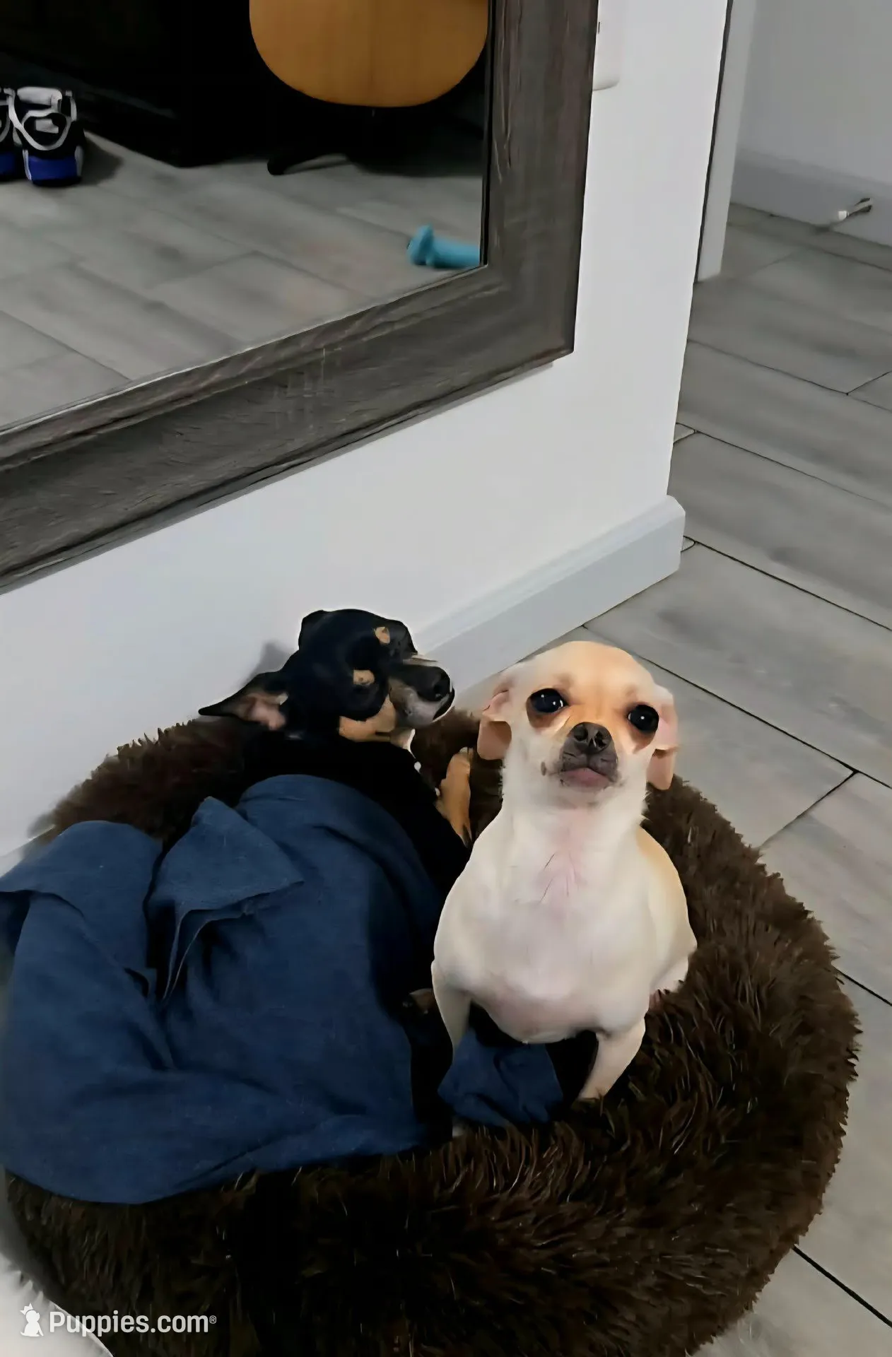 Denver, a male Chihuahua for sale in Gulf Breeze, FL – Photo 4 of 6