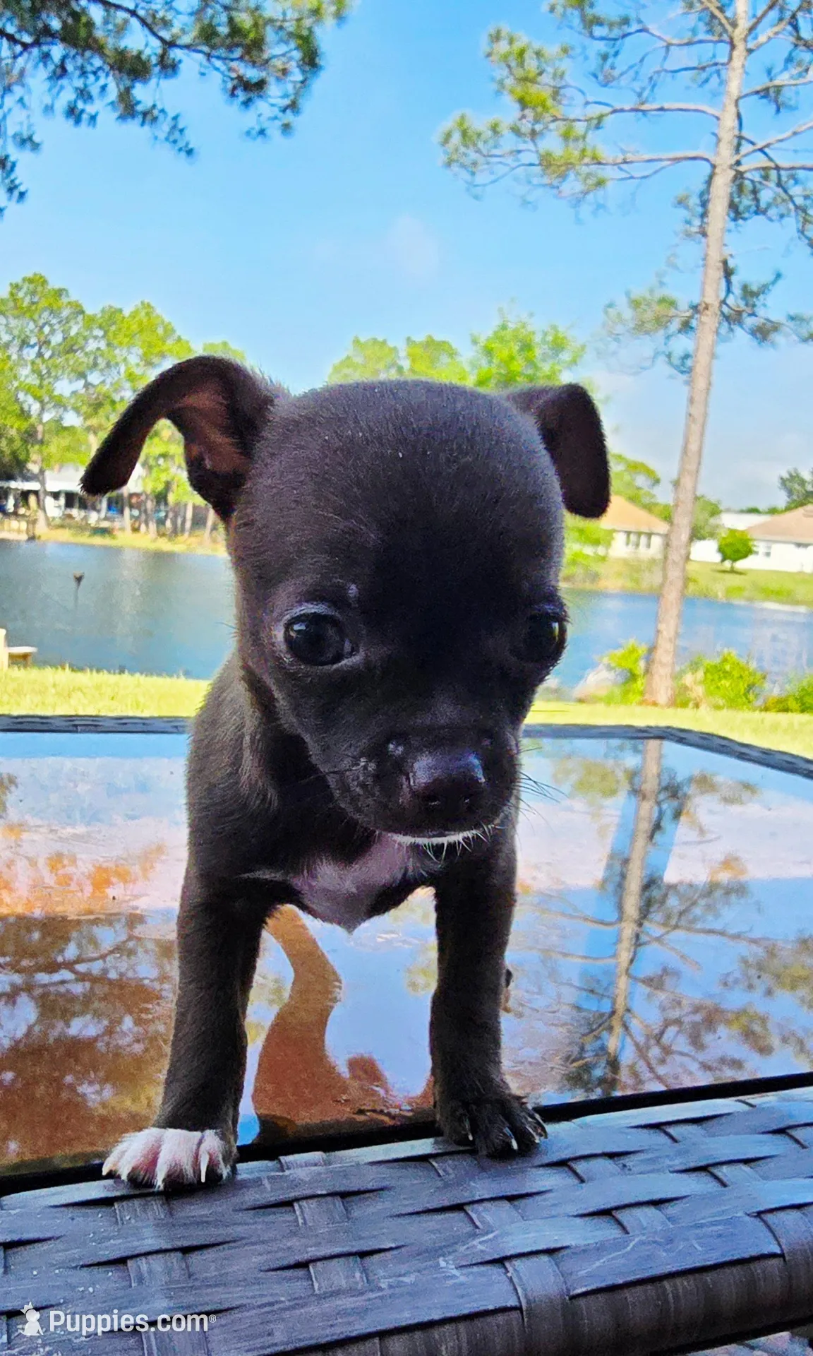 Denver, a male Chihuahua for sale in Gulf Breeze, FL – Photo 2 of 6