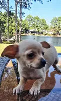 Charlie, a male Chihuahua for sale in Gulf Breeze, FL – Photo 2 of 4
