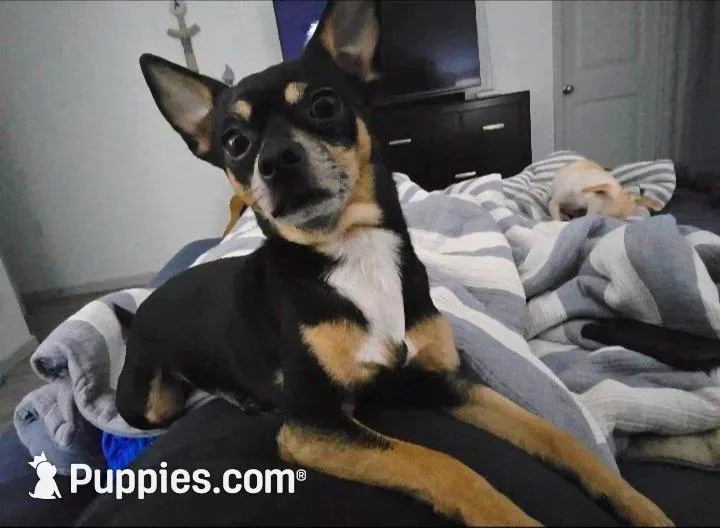 Denver, a male Chihuahua for sale in Gulf Breeze, FL – Photo 5 of 6