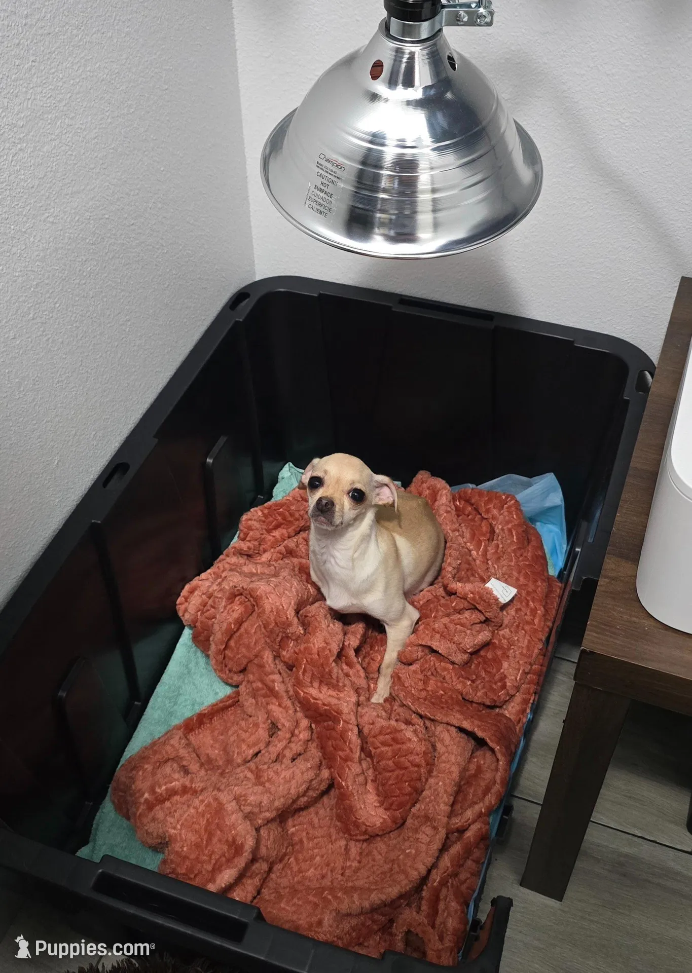 Lola, a female Chihuahua for sale in Gulf Breeze, FL – Photo 5 of 5