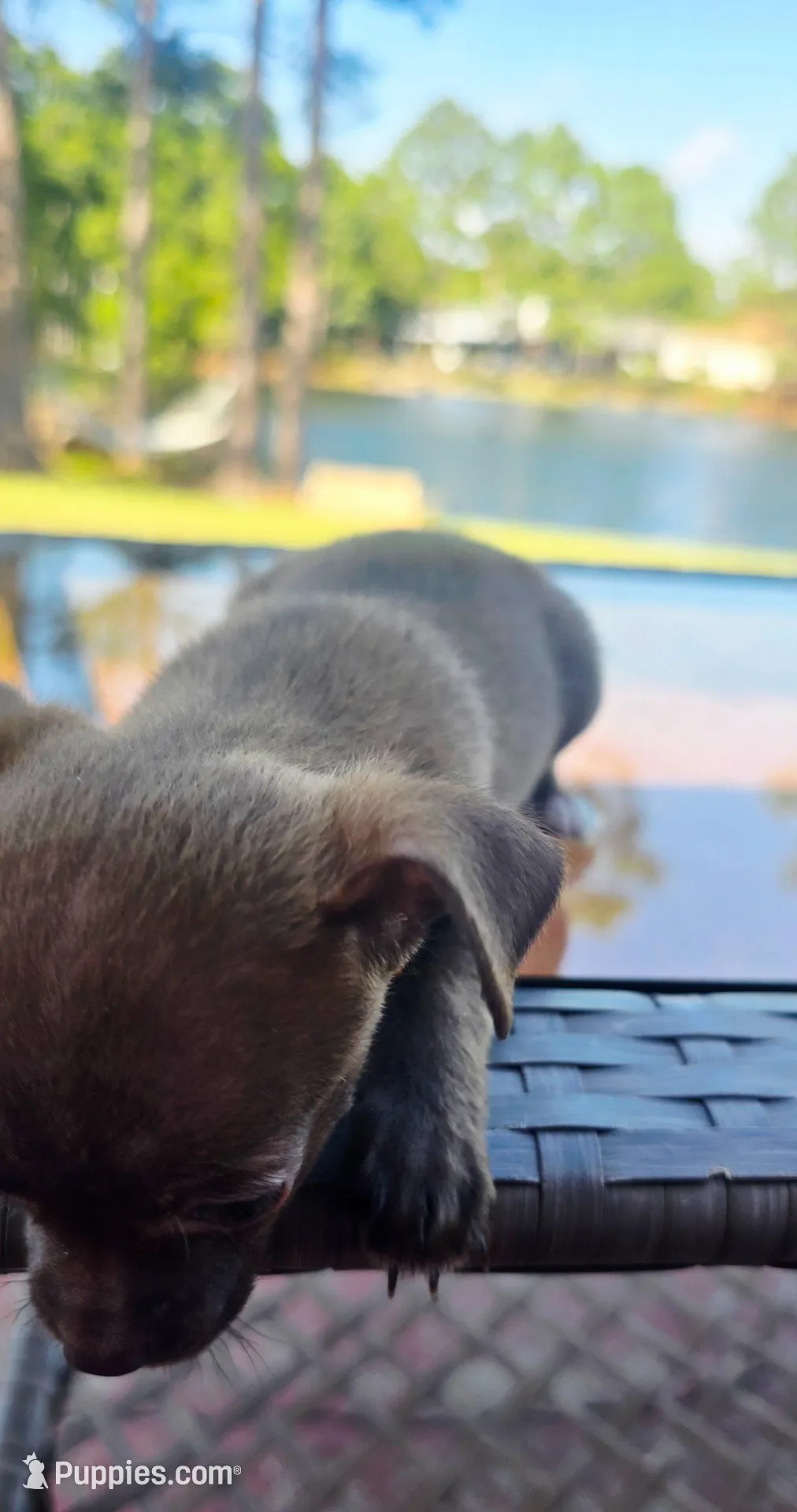 Lola, a female Chihuahua for sale in Gulf Breeze, FL – Photo 2 of 5