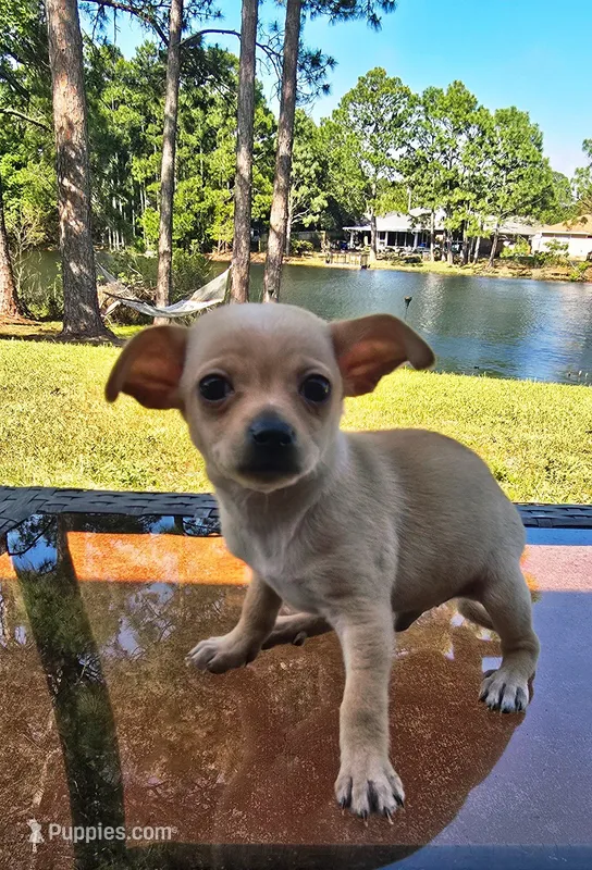 Charlie – Chihuahua puppy for sale in Gulf Breeze, FL