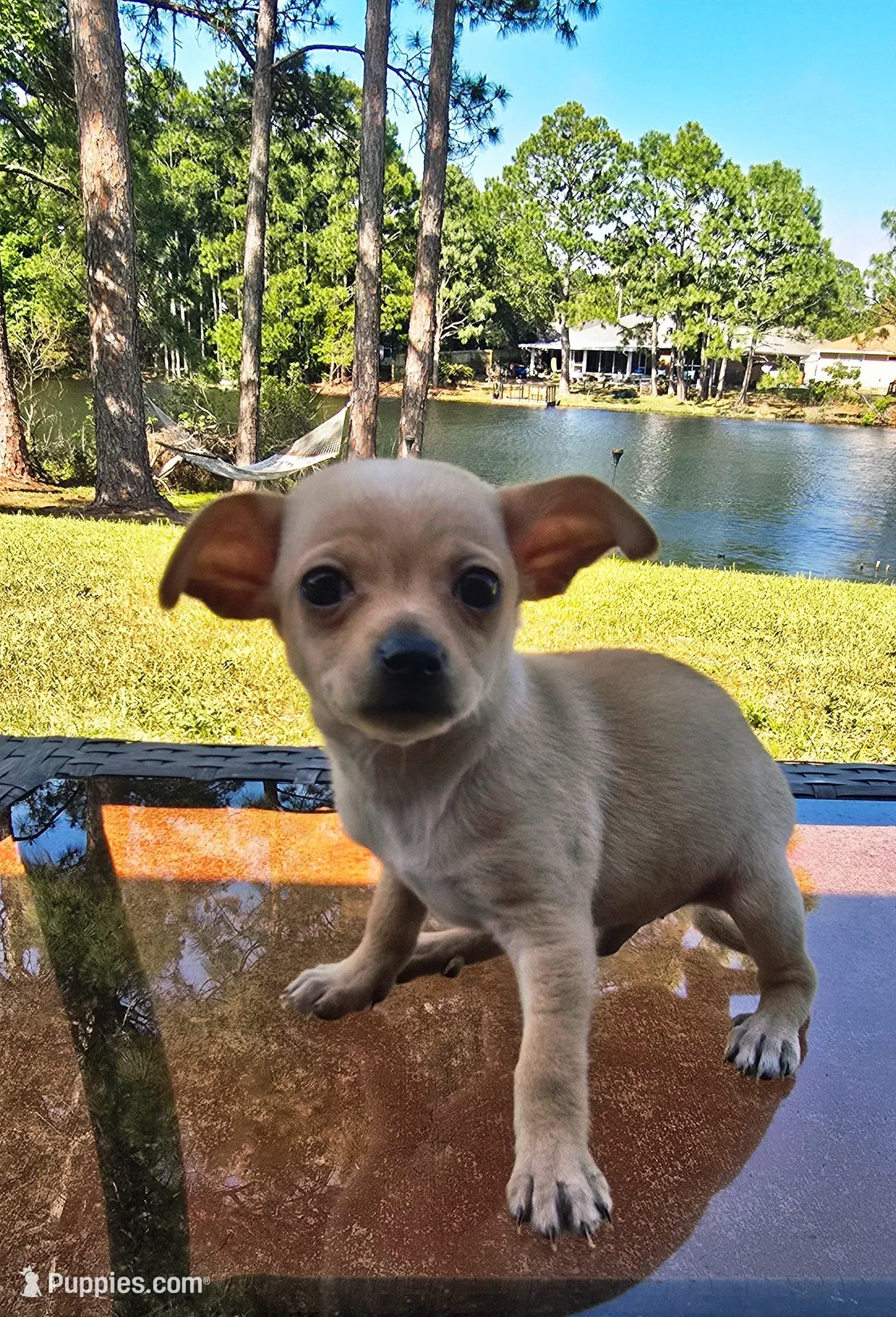 Charlie, a male Chihuahua for sale in Gulf Breeze, FL – Photo 1 of 4