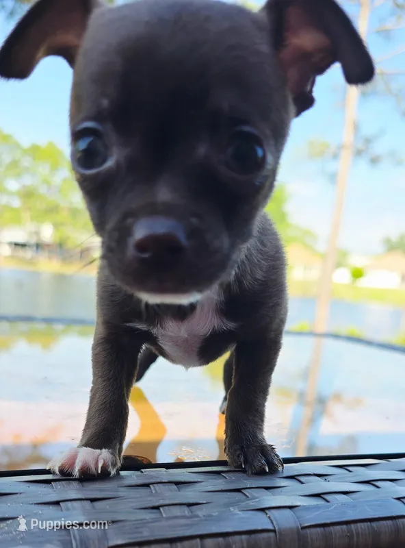 Denver – Chihuahua puppy for sale in Gulf Breeze, FL