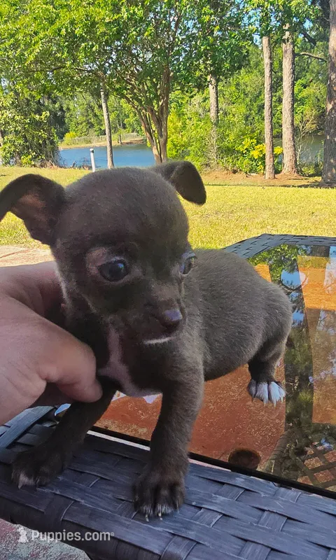 Lola – Chihuahua puppy for sale in Gulf Breeze, FL