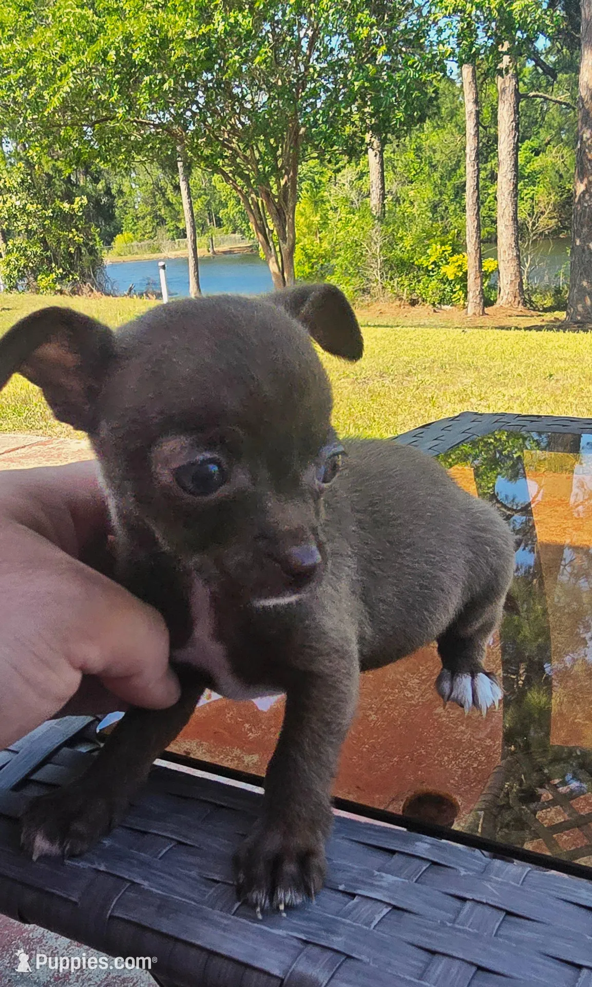Lola, a female Chihuahua for sale in Gulf Breeze, FL – Photo 1 of 5