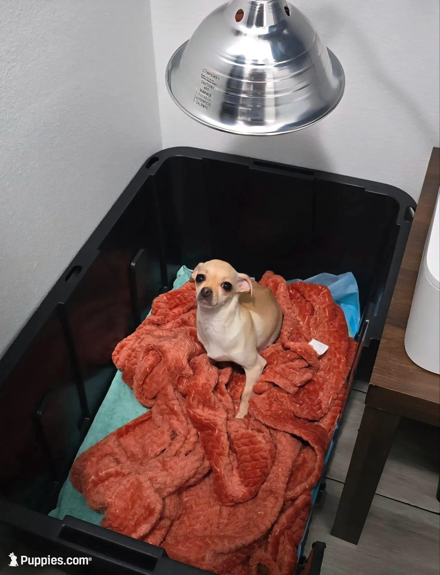 Charlie, a male Chihuahua for sale in Gulf Breeze, FL – Photo 4 of 4