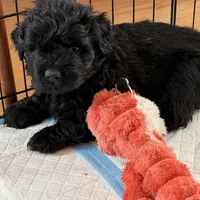 Teddy, a male Bouvier des Flandres for sale in Wellington, CO – Photo 2 of 5