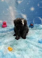 Teddy, a male Bouvier des Flandres for sale in Wellington, CO – Photo 5 of 5