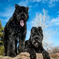 Teddy, a male Bouvier des Flandres for sale in Wellington, CO – Photo 4 of 5