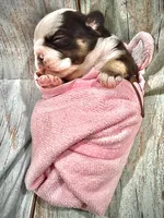 Chocolate & Tan TriColor, a female French Bulldog for sale in Wellington, CO – Photo 2 of 3