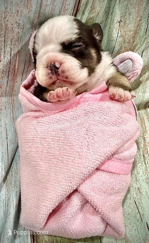 Chocolate & Tan TriColor – French Bulldog puppy for sale in Wellington, CO
