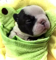 Panda Pied , a female French Bulldog for sale in Wellington, CO – Photo 1 of 3