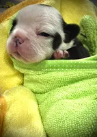 Panda Pied , a female French Bulldog for sale in Wellington, CO – Photo 2 of 3