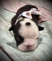 Panda Pied , a female French Bulldog for sale in Wellington, CO – Photo 3 of 3