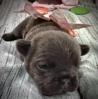 Blue Fawn, a female French Bulldog for sale in Wellington, CO – Photo 2 of 4