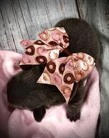 Blue Fawn, a female French Bulldog for sale in Wellington, CO – Photo 3 of 4