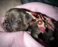 Blue Fawn, a female French Bulldog for sale in Wellington, CO – Photo 4 of 4