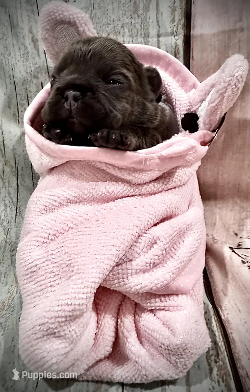 Blue Fawn – French Bulldog puppy for sale in Wellington, CO