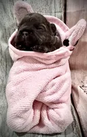 Blue Fawn, a female French Bulldog for sale in Wellington, CO – Photo 1 of 4