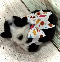 Black & White Pied, a female French Bulldog for sale in Wellington, CO – Photo 4 of 4