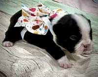 Black & White Pied, a female French Bulldog for sale in Wellington, CO – Photo 3 of 4