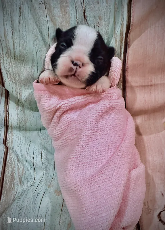 Black & White Pied – French Bulldog puppy for sale in Wellington, CO