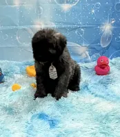 Red and Fawn Brindle, a male Bouvier des Flandres for sale in Wellington, CO – Photo 5 of 5