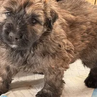 Red and Fawn Brindle, a male Bouvier des Flandres for sale in Wellington, CO – Photo 3 of 5