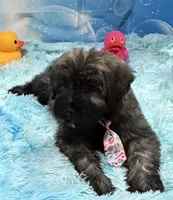 Red and Fawn Brindle, a male Bouvier des Flandres for sale in Wellington, CO – Photo 1 of 5