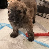 Red and Fawn Brindle, a male Bouvier des Flandres for sale in Wellington, CO – Photo 2 of 5