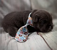 Blue & Tan, a female French Bulldog for sale in Wellington, CO – Photo 3 of 3