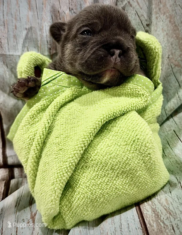 Blue & Tan – French Bulldog puppy for sale in Wellington, CO