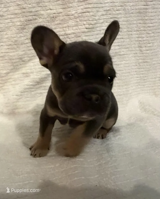 Blue & Tan – French Bulldog puppy for sale in Wellington, CO
