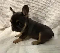 Blue & Tan, a female French Bulldog for sale in Wellington, CO – Photo 5 of 6