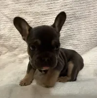 Blue & Tan, a female French Bulldog for sale in Wellington, CO – Photo 6 of 6