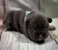 Blue & Tan, a female French Bulldog for sale in Wellington, CO – Photo 2 of 3