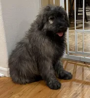 Fawn Brindle, a male Bouvier des Flandres for sale in Wellington, CO – Photo 1 of 3