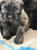 processed/7b369ff6-ca83-48d2-90c0-4587ad5435c2/listing/a5efaccf-f4f1-40c9-90ed-0bd42130242d/830bc876-95e0-4542-9238-97ace18caf41