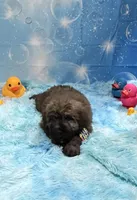 Fawn Brindle, a male Bouvier des Flandres for sale in Wellington, CO – Photo 2 of 3