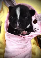 Black & White Striped, a female French Bulldog for sale in Wellington, CO – Photo 1 of 2