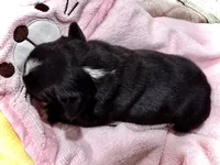 Black & White Striped, a female French Bulldog for sale in Wellington, CO – Photo 2 of 2