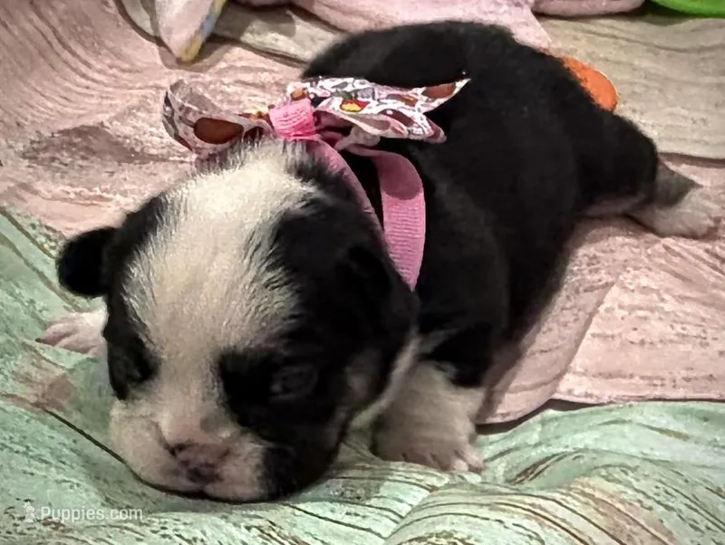 Black & Tan TriColor – French Bulldog puppy for sale in Wellington, CO