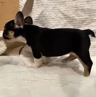 Black & Tan TriColor, a female French Bulldog for sale in Wellington, CO – Photo 6 of 7