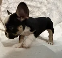 Black & Tan TriColor, a female French Bulldog for sale in Wellington, CO – Photo 1 of 7